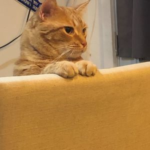 Meet your Posher, Scherrie